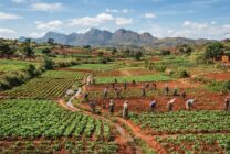 Paisagem agrícola no planalto central de Angola com campos de cultivo organizados