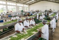 Instalação moderna de processamento agrícola com controlo de qualidade de produtos frescos