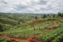 Campos agrícolas em socalcos no Planalto Central angolano com culturas de milho e hortaliças